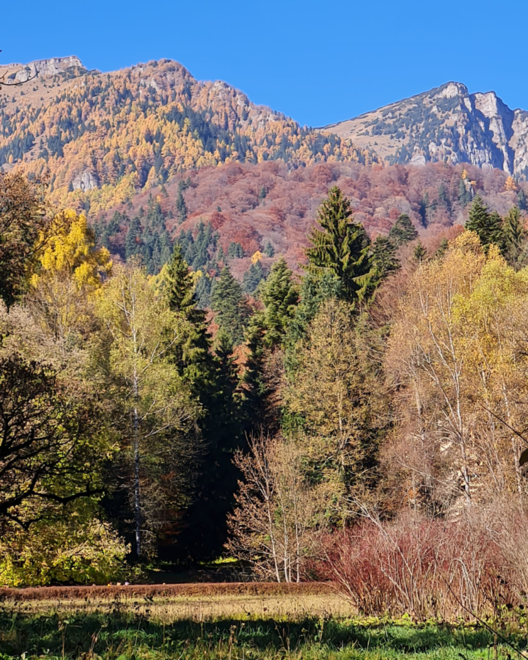 The Forest of Sinaia